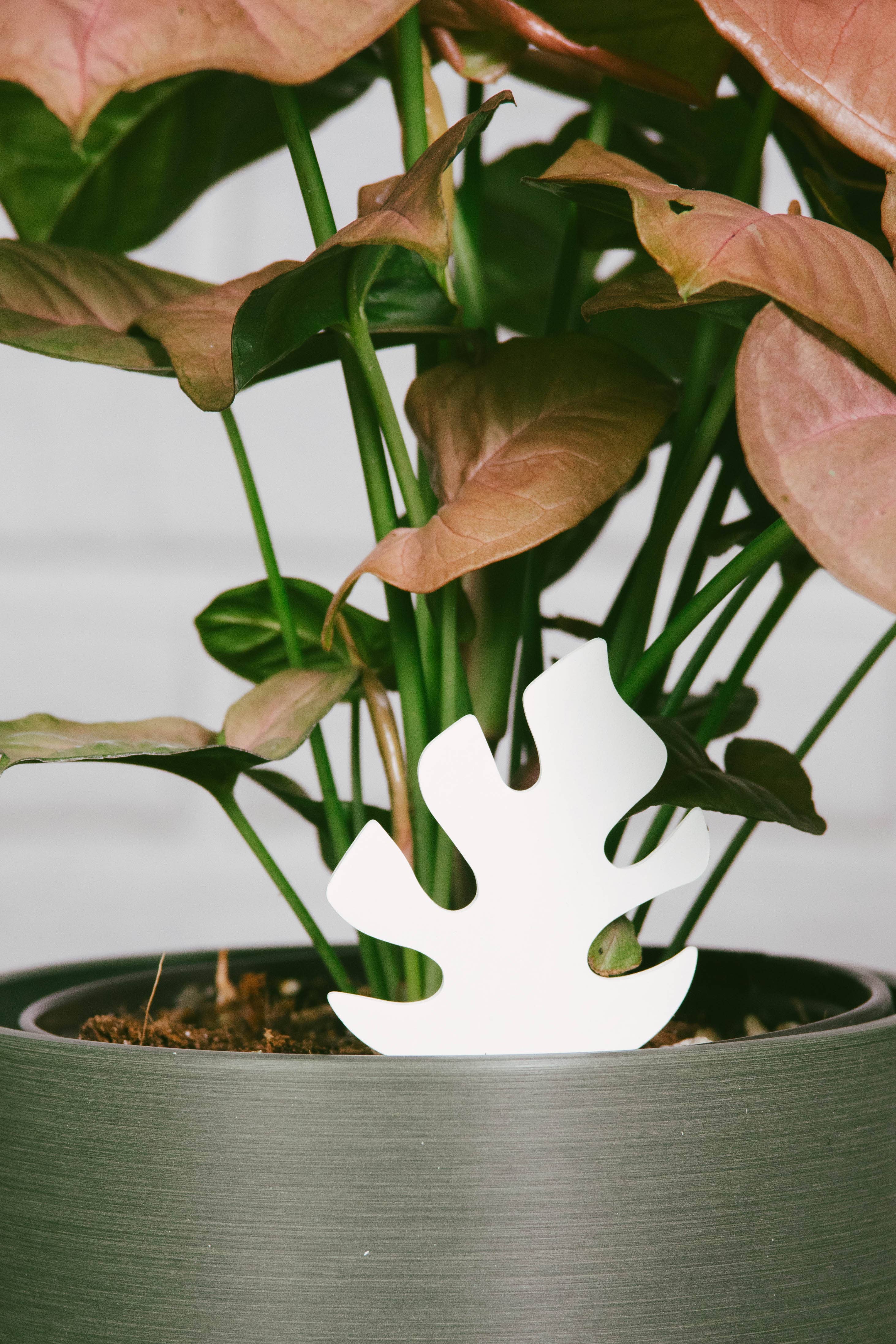Daphne's Botanicals: Mini Monstera PlantDoc: Color-Change Plant Moisture Meter - Image 4